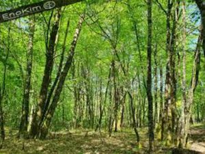 Parcelles de terres avec Bois de Chêne de plus de 3ha.