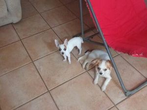 Recherche location urgent