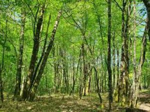 Achat Terrain 31 301m² VERRIERES EN ANJOU 49480