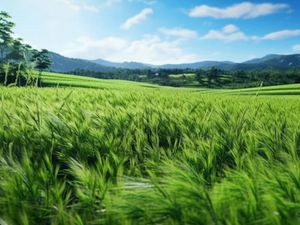 Vente terrain 518 m² à La Mothe-Achard (85150)  107 000 €