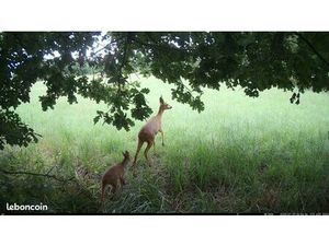 Chercher terrain de chasse à louer ou à vendre