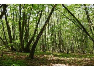 Bois de loisir - parcelle 1150m2 au calme