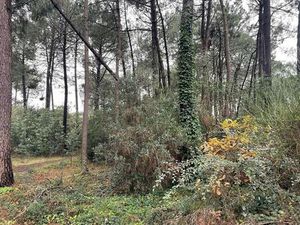 Terrain de 600 m2 - Lacanau  Nouvelle-Aquitaine
