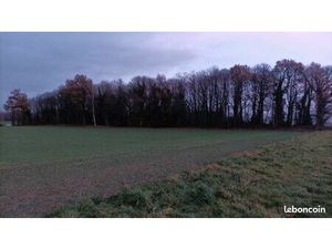 Recherche bois  taillis