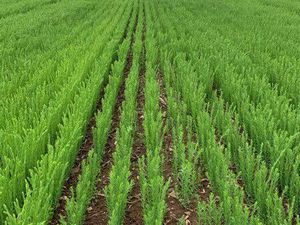 Location terre agricole