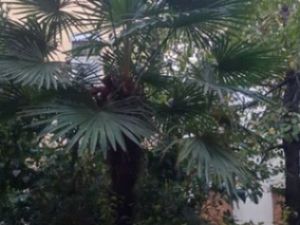 Studio Canut Croix-Rousse