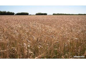 Recherche terrain agricole