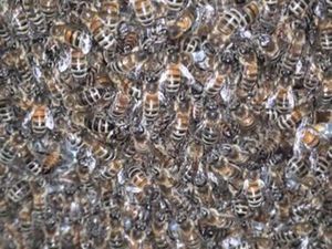 Recherche terrain pour ruches – Sathonay-Camp / alentours