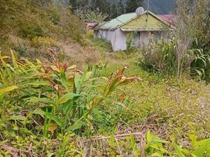 Terrain à bâtir Plaine des Palmistes