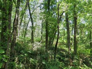 Vente de forêt