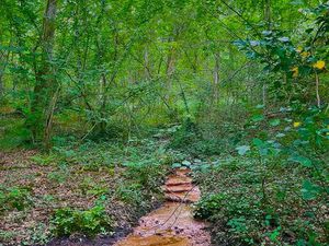 Propriété Forestière de 7.5 Hectares