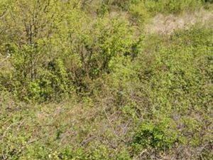 Terrains 35900m2 Saint Bauzile