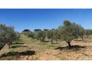 Cherche Oliveraie à vendre