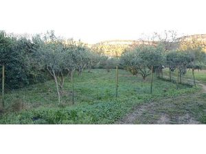 Terrain a batir sur champ d olivier