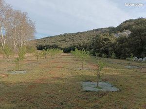 Terrain agricole amandiers