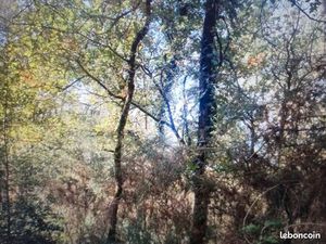 Recherche bois à acheter