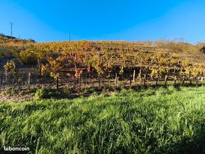 Vignes écologiques depuis 2012