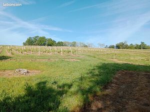 A vendre 3  12 ha de vignes en AOC cépage blanc gros manseng 23000 négociable