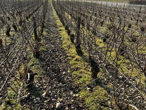 Étudie opportunités viticoles AOC Champagne