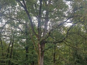 Parcelles de bois 15Ha