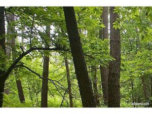 Terrain 8ha boisé Dordogne