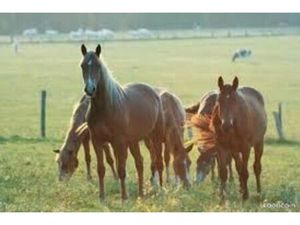 Recherche corps de ferme + quelques hectares à louer