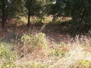 Vend Terrain Agricole