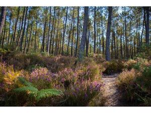 Terrain constructible viabilisé à vendre