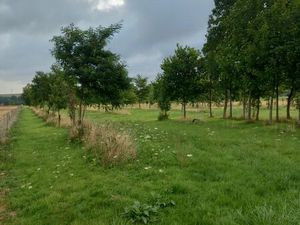 Terrain boisé et prairie 20 000m2