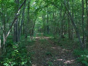 Bois d'environ 4 ha avec cabane en dur - 10 mins de vignacourt-flixecourt