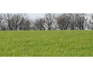 Terrain 6239 m² VERCHAIN MAUGRE