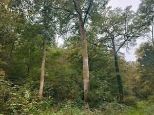 Foret de 15 hectares