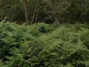 Terrain 900 m² Saint Aubin De Medoc