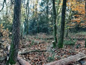 Beau terrain boisé 1 7 ha – Guern