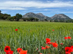 Vente maison 4 pièces 90 m² à Sénas (13560)  345 500 €