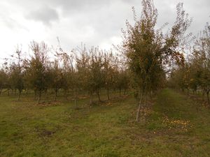 Proche de SAINT HILAIRE DU HARCOUET