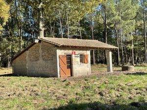 Bois de pins et de chênes