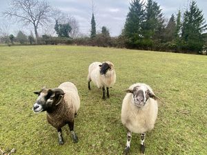 Terrain à bâtir - Geudertheim
