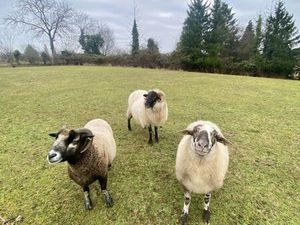 en vente Terrain non constructible – 225 000 € |Geudertheim