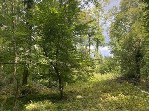 Parcelle bois