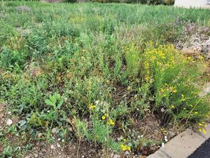 Vente terrain 491 m² à Saint-Féliu-d'Avall (66170)  140 000 €