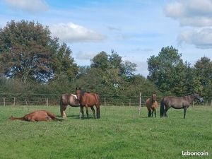 Location infrastructures équestres