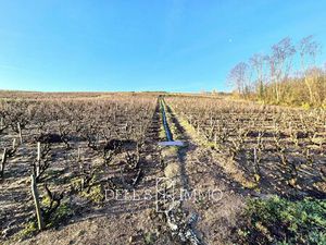 AOP MORGON  CHIROUBLES ET VINS DE FRANCE