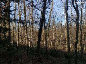 Bois nature loisirs chasse