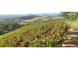 Fermage aop chiroubles