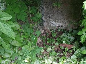 Loue terrain nu 400m²