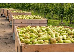 Fruitbedrijf te koop te Sint-Truiden