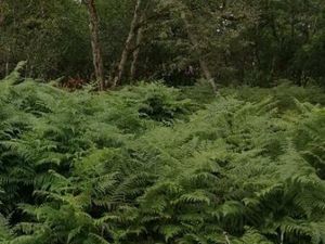 Terrain à bâtir à Saint-Aubin-de-Médoc (33160)