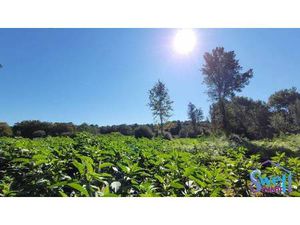 Terrain constructible viabilisé à vendre