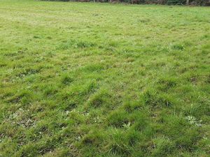 Terrain situé sur Merlevenez